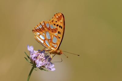 <i>Issoria lathonia</i>