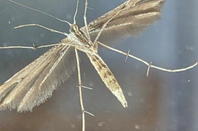 <i>Emmelina monodactyla</i>