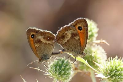 <i>Pyronia tithonus</i>