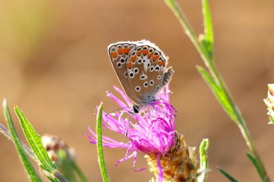 <i>Aricia agestis</i>
