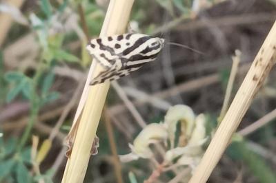 <i>Emmelia trabealis</i>