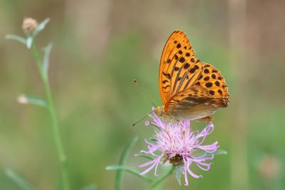 <i>Argynnis paphia</i>