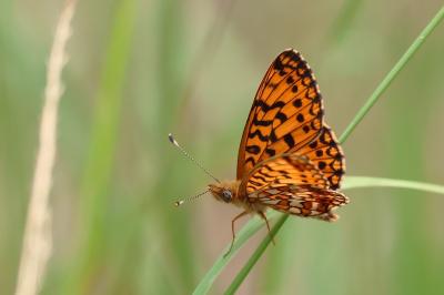 <i>Boloria selene</i>