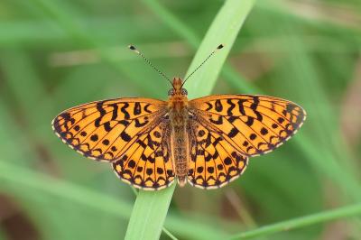 <i>Boloria selene</i>