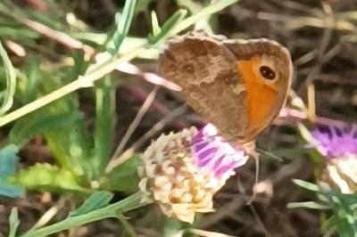 <i>Pyronia tithonus</i>
