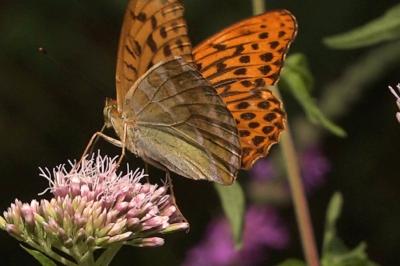 <i>Argynnis paphia</i>