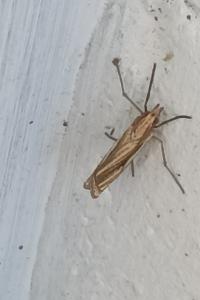 <i>Ancylolomia tentaculella</i>