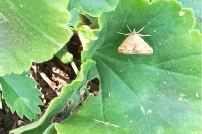 <i>Pyrausta despicata</i>