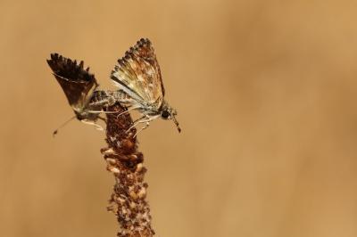 <i>Carcharodus alceae</i>