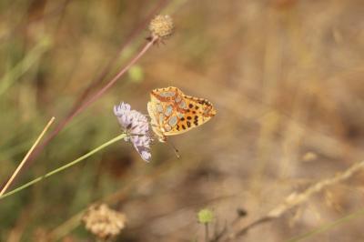 <i>Issoria lathonia</i>