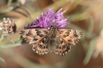 <i>Carcharodus alceae</i>