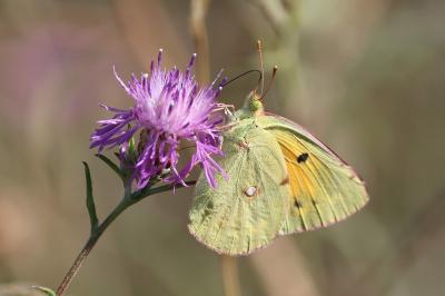 <i>Colias crocea</i>