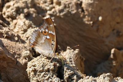 <i>Apatura ilia</i>