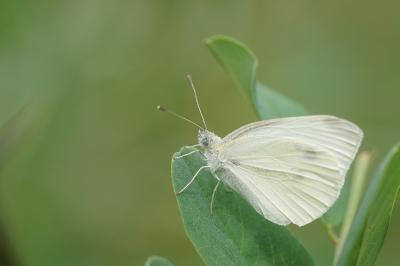 <i>Pieris rapae</i>