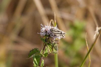 <i>Emmelia trabealis</i>
