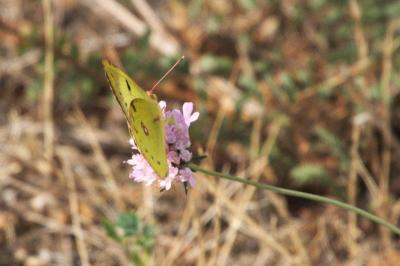 <i>Colias</i>