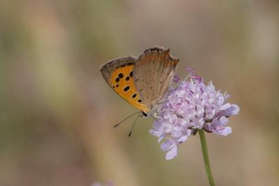 <i>Lycaena phlaeas</i>