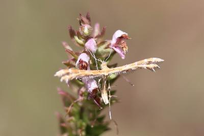 <i>Oxyptilus</i>