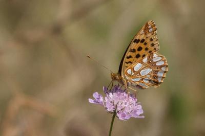 <i>Issoria lathonia</i>