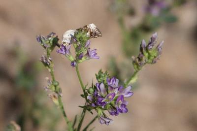 <i>Acontia lucida</i>
