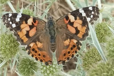 <i>Vanessa cardui</i>