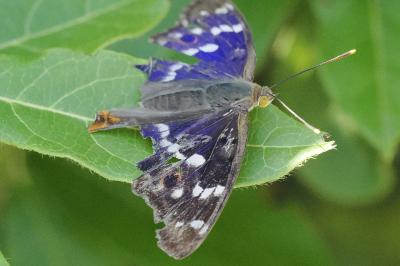 <i>Apatura ilia</i>