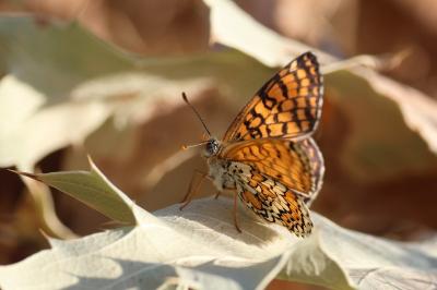 <i>Melitaea cinxia</i>