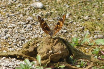 <i>Apatura ilia</i>
