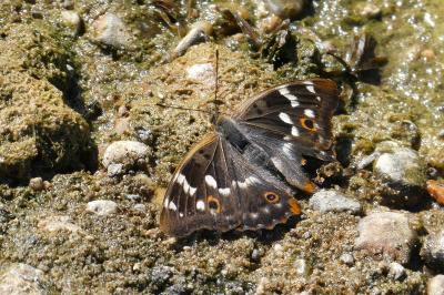 <i>Apatura ilia</i>