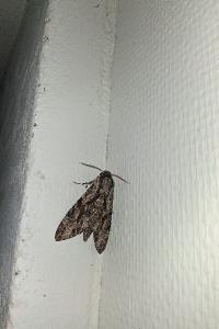 <i>Agrius convolvuli</i>