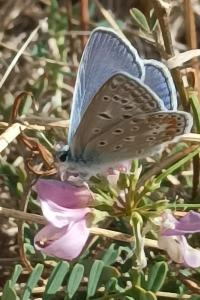 <i>Polyommatus icarus</i>