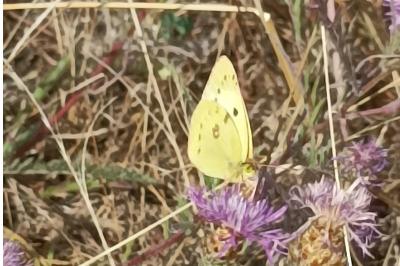 <i>Colias</i>