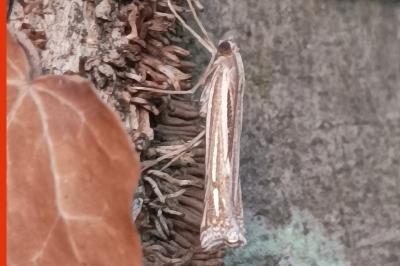 <i>Ancylolomia tentaculella</i>