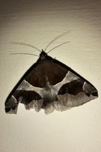 <i>Dysgonia algira</i>