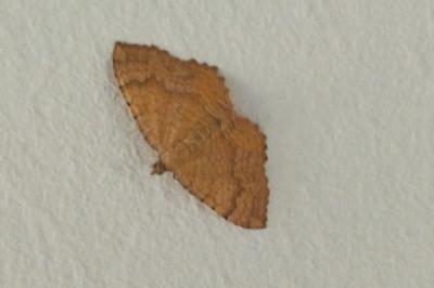 <i>Camptogramma bilineata</i>