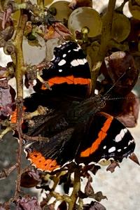 <i>Vanessa atalanta</i>