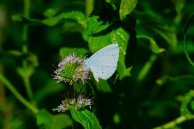 <i>Celastrina argiolus</i>