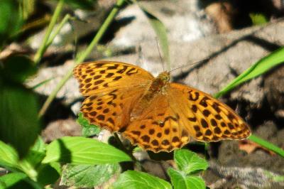 <i>Argynnis paphia</i>