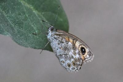 <i>Lasiommata maera</i>