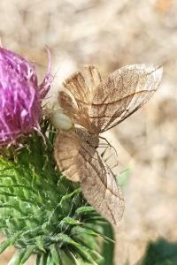 <i>Scotopteryx luridata</i>