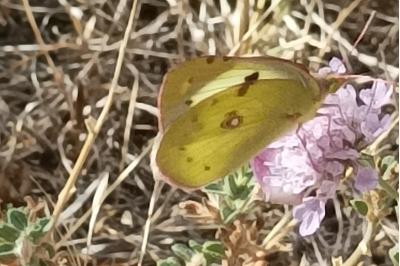 <i>Colias</i>