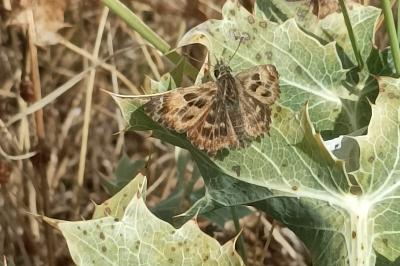 <i>Carcharodus alceae</i>
