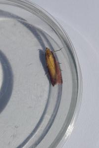 <i>Oncocera semirubella</i>