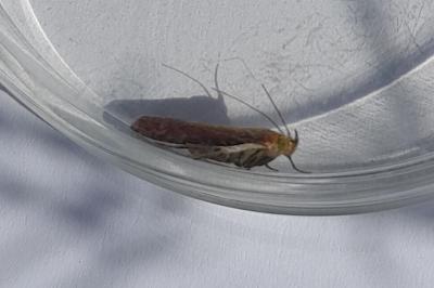 <i>Oncocera semirubella</i>