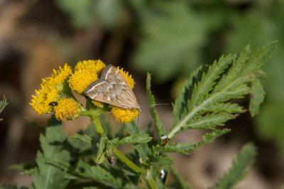 <i>Loxostege sticticalis</i>