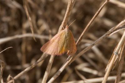 <i>Lythria purpuraria</i>
