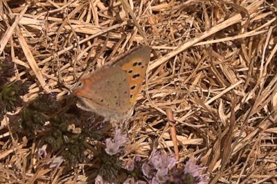 <i>Lycaena phlaeas</i>