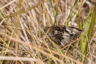 <i>Brintesia circe</i>