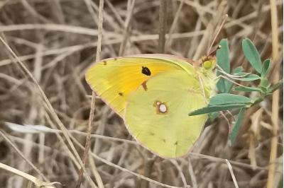 <i>Colias crocea</i>