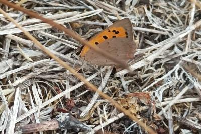 <i>Lycaena phlaeas</i>